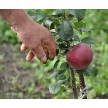 Nice Apple Plant
